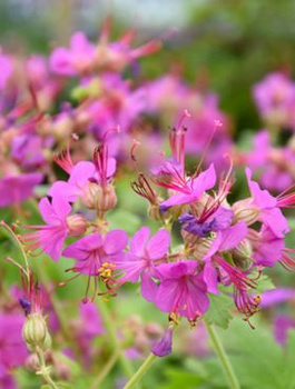 Bodziszek korzeniasty Bevan`s Variety (C2)